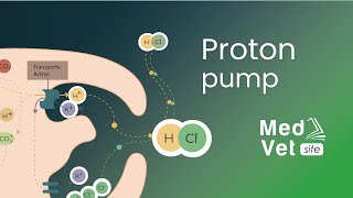 Hydrochloric Acid HCl Production Proton pump [upl. by Licastro285]