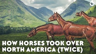 How Horses Took Over North America Twice [upl. by Cayser752]