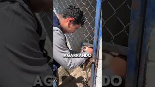 No compres adopta perritos o gatitos 🐈🐕🏡 en el Centro de Control y Bienestar Animal de Ahome [upl. by Haem]