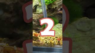 How To Add NEW Red Cherry Shrimp To An Aquarium 🦐 shorts [upl. by Regina278]