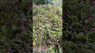 gomphrena flower plant tips youtubeshorts gardening shorts shubhpaudhe [upl. by Aileno]