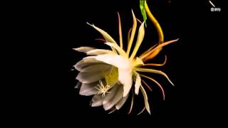 Stunning timelapse capture of nightblooming cereus flower blossom [upl. by Masera]