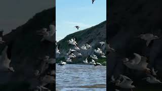 Pelicans in North Dakota [upl. by Inaluiak38]