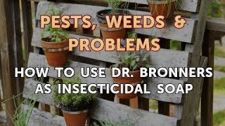 How to Use Dr Bronners As Insecticidal Soap [upl. by Finn]