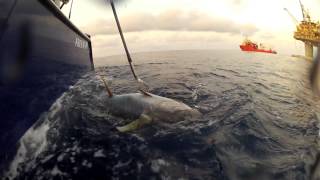 Louisiana Offshore Tuna Fishing [upl. by Lunsford925]