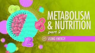 Metabolism amp Nutrition Part 2 Crash Course Anatomy amp Physiology 37 [upl. by Annekam]