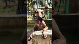 Sun bath for pets moravasal keralafarm moravaasal dogs pets bath chippiparaidog shortvideo [upl. by Obau932]