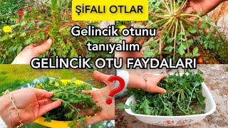 GELİNCİK OTU Kapurcak FAYDALARI‼️ şifalıotlar gelincikotufaydalarıyabanibitkiler [upl. by Ahseat]