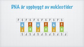 DNAmolekylens struktur och funktion Biologi 1 [upl. by Nneb406]