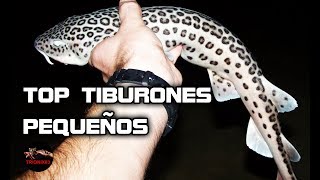 LOS TIBURONES MAS PEQUEÑOS ¿Cuál es el tiburón mas pequeño del mundo [upl. by Trebmal]