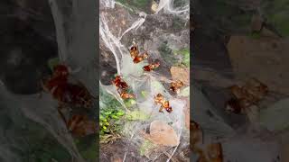 Baby TARANTULAs SWARM and SHARE Cockroach CARCASS  🪳 shorts [upl. by Zoi]