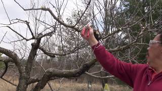 Pruning A Mature Semi Dwarf Apple on m7a Rootstock [upl. by Bloch915]