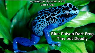 Blue Poison Dart Frog is Tiny but Deadly [upl. by Tinya]