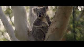 NUII MACADAMIA AUSTRALIANA KOALAS 2022 SPOT 20¨ [upl. by Gradeigh]