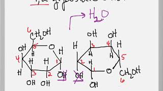 How to Form a Glycosidic Bond between Two Sugars [upl. by Amerd606]