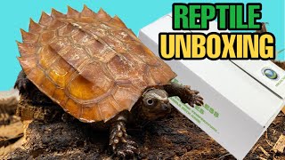 Unboxing 3 New Reptiles Blackbreasted leaf turtles Geoemyda spengleri [upl. by Aliuqahs643]