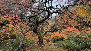 Portland Japanese Garden sees peak fall color [upl. by Hayalat749]