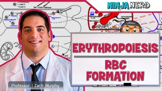 Hematology  Erythropoiesis Red Blood Cell Formation Part 1 [upl. by Ennoitna]