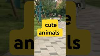 Amazing dogs cute animals  🐕🏃 shorts dog [upl. by Nekial]