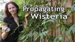 Propagating Wisteria How to Grow a Beautiful Garden with Scarlett [upl. by Tersina568]