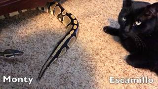 Yawning snake boops noses with cat [upl. by Ahsad]