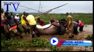 WATCH As Homa Bay Residents Pull A Huge Hippo Shot By KWS From Lake Victoria For Feasting [upl. by Kirad]