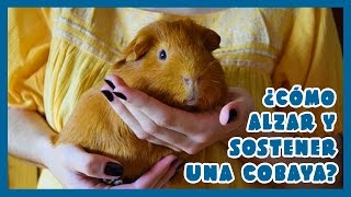 👐 ¿CÓMO ALZAR Y SOSTENER UNA COBAYA 🐹 Información  Consejos  Tutorial [upl. by Woodsum549]