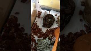 Baby Nicaraguan boa eats hopper mouse [upl. by Jacqui]