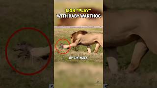 Lion quotPlayquot with Baby Warthog [upl. by Eittah]