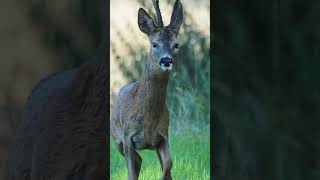 Roebuck sees something suspicious but isn’t sure wildlifephotography wildlife nature animals [upl. by Delamare1]