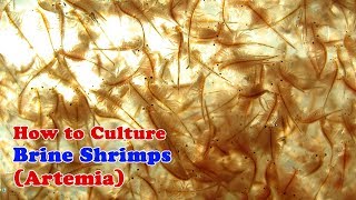 How to Culture Brine Shrimp  Artemia [upl. by Vance137]