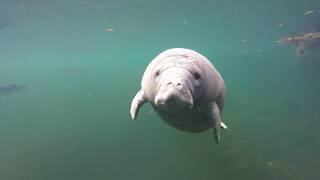 Listen to this baby manatee squeak [upl. by Iuqcaj]