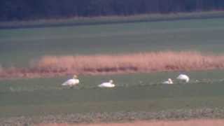 Bewicks Swan  Cygnus columbianus Schlosshof 422014 1 [upl. by Kreitman415]