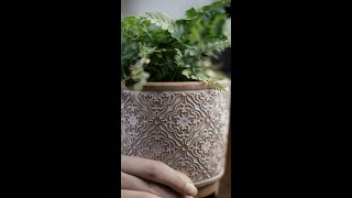 Humidity Tray for Houseplants [upl. by Cam554]