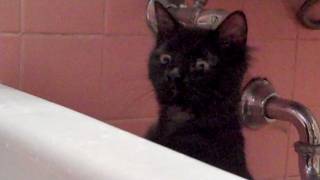 Kitten scared of the bathtub [upl. by Sheryle]