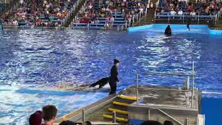 SeaWorld San Antonio ORCA Encounter Texas part 4 [upl. by Clorinde]