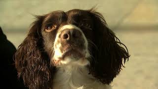 Hero sniffer dog proves shes top dog at Heathrow airport [upl. by Ruzich]