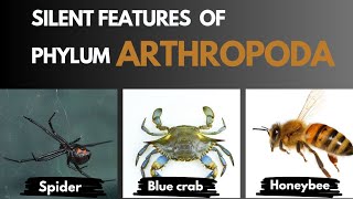 Arthropoda  Characteristic features with examples  Invertebrate  Insecta zoology [upl. by Goodrow]