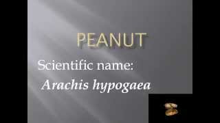 Pronunciation Picture and Scientific name of fruit PEANUT [upl. by Araf]