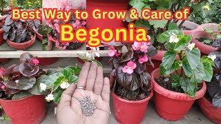 Complete Information About Begonia Plant  How To Grow And Propagate Begonia Cutting  begonia [upl. by Itsirk]