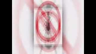 Houston Pest Management  Call 713 9567822  Professional Houston Pest Managment Exterminators [upl. by Aristotle]