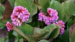 Le bergenia [upl. by Oahc]