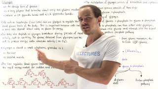 Introduction to Glycogen [upl. by Aicilif]