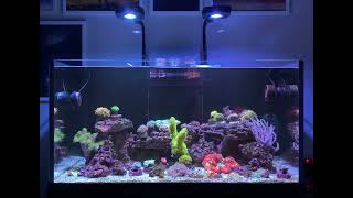 Reef Tank Update July 10 2022 [upl. by Ferino]