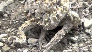 Horned lizard sex Phrynosoma asio [upl. by Morra]