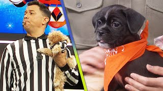 Puppy Bowl Celebrates 20Year Anniversary by Featuring Largest Number of Rescue Dogs in History [upl. by Anoblav]