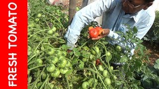 Grow TOMATO in courtyard  Fresh vegetables with English Subtitle [upl. by Anavahs]