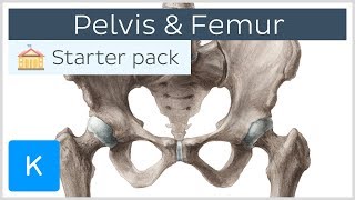 Pelvis Hip bone and Femur  Human Anatomy  Kenhub [upl. by Sharpe]