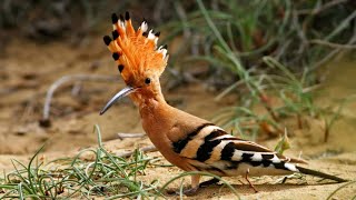 hoopoe bird  hudhud bird  indian hoopoe bird video [upl. by Leruj13]