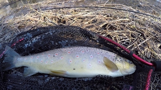 PstrÄ…g w lutym 2017  WÄ™dkarstwo spinningowe  FishUp  Tanta i czeburaszka [upl. by Ayna]